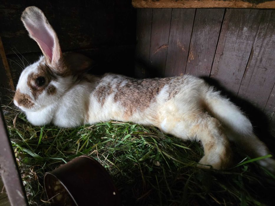Vand iepuri de carne crescuti in gospodarie