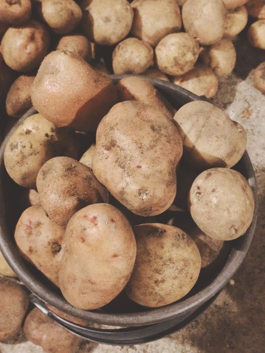 Продам домашнюю картошку