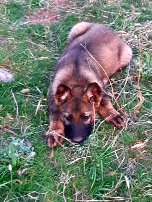 Питомник  немецких  овчарок