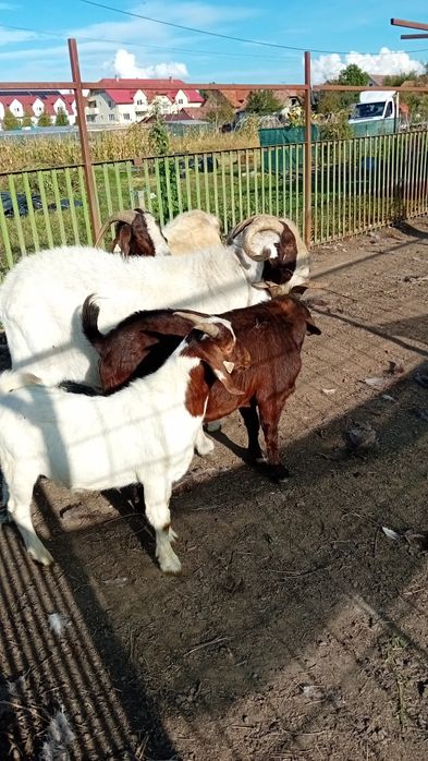 Tapi capre Iezi și iedute din rasa Boer Boier