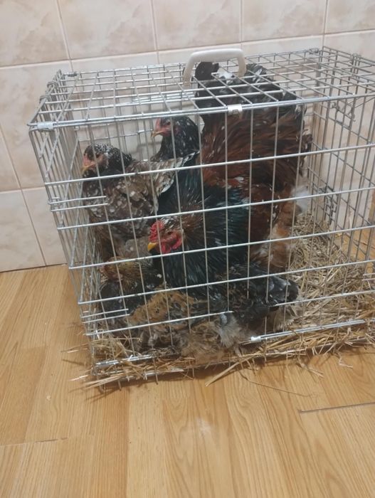 Família de brahma portelan