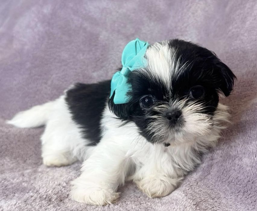 Shitzu sih-tzu superba