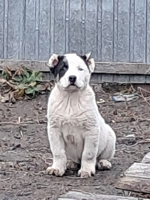 Щенки алабая продажа, 2 месяца, вакцинированы, 1 прививка