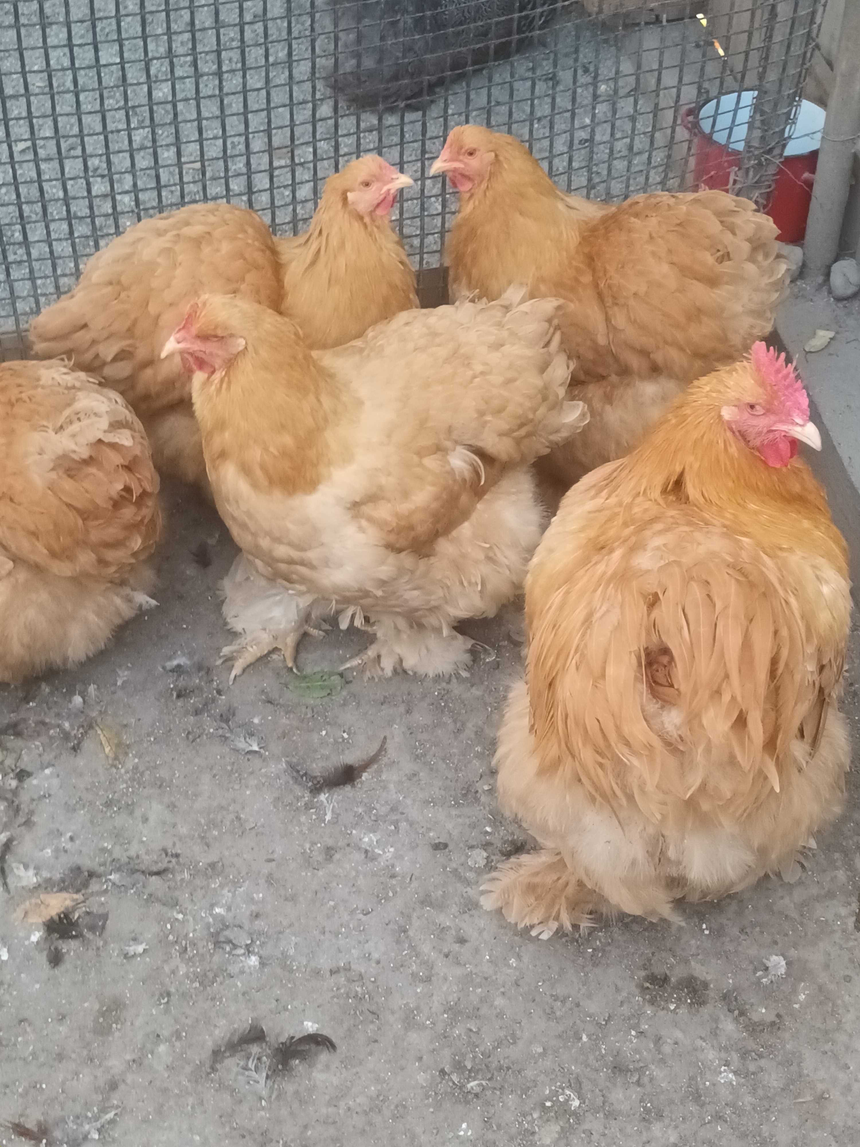 Oua de incubat brahma si cochinchina