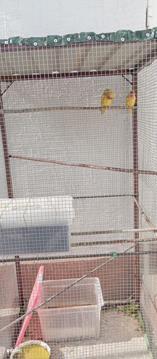 Папугай неразлучки 2 шт