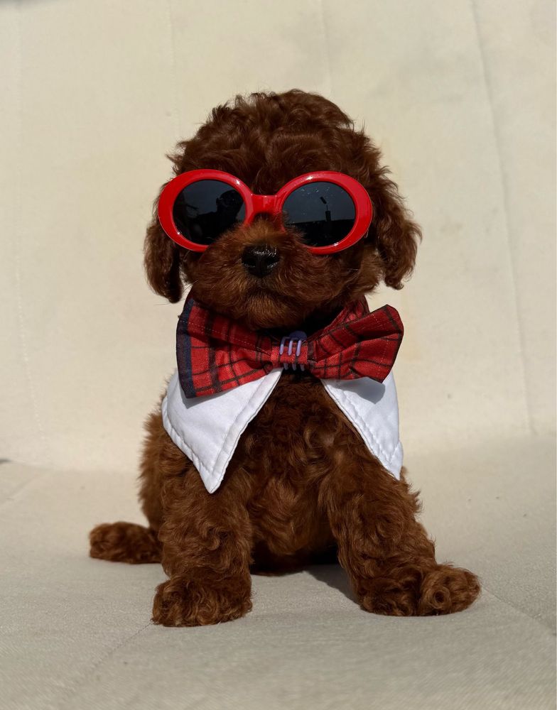 Mini toy red poodle
