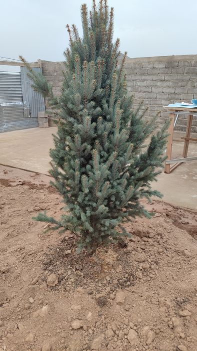 Ель голубая колоновидная очень красивая.