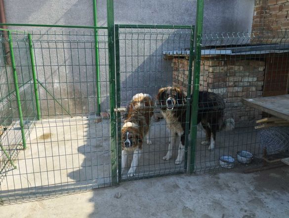 Кучета порода Българско Овчарско Куче от Развъдника за Каракачани