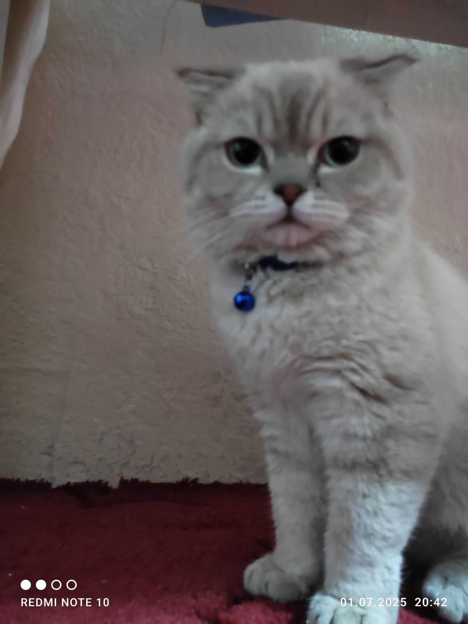 Mushuk Shinshilla