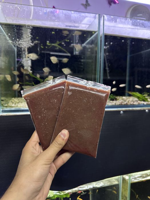 Дафния(МОИНА), заморозка. Есть опт