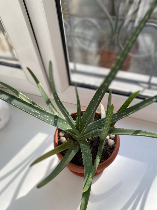 Алоэ вера для лечения (3,5 года)