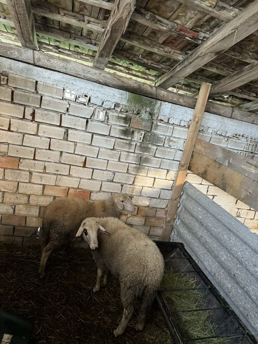 Две мъжки агнета