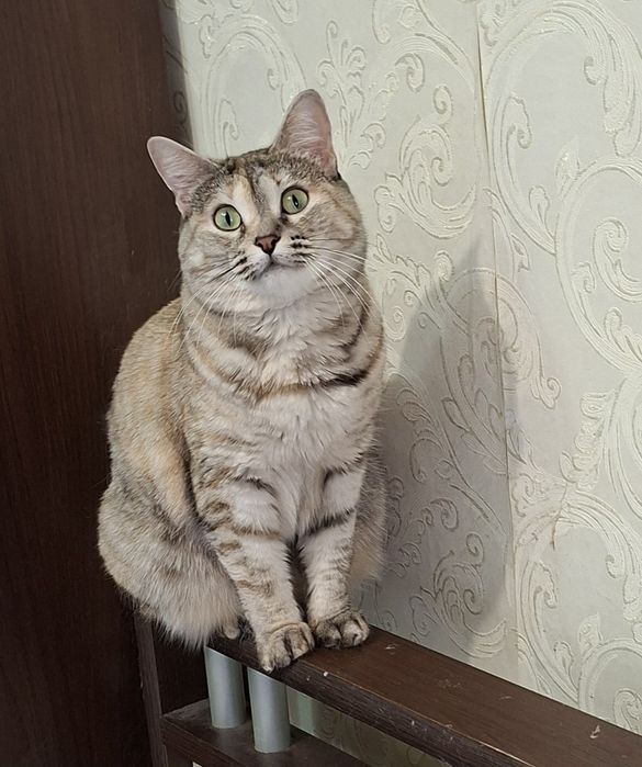 Красавица Симочка .Стерелизована