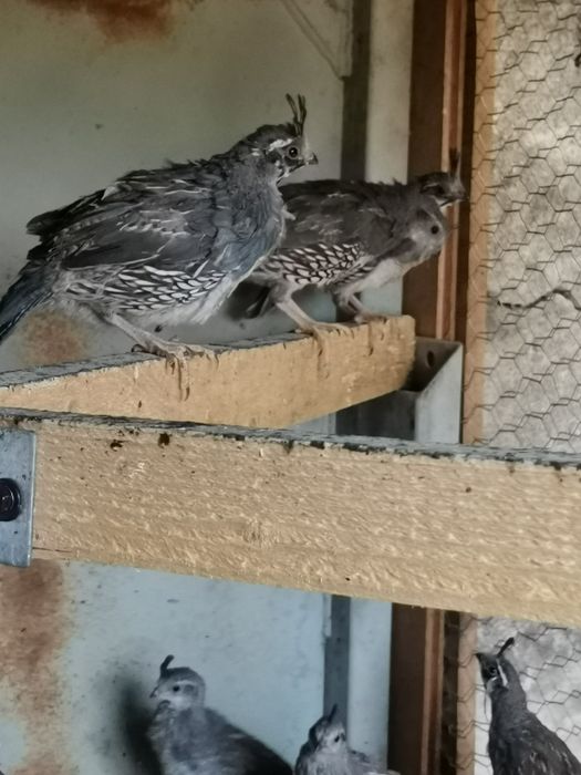 Prepelițe californiene