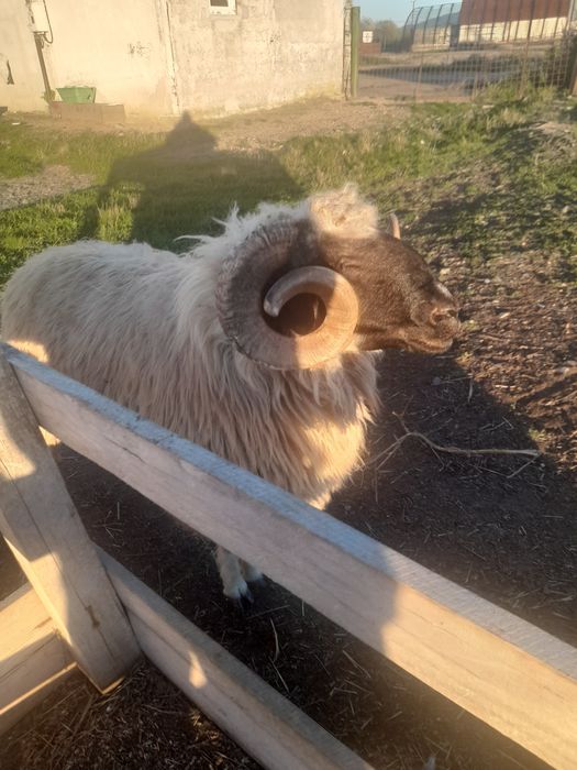 Vand berbec stramior