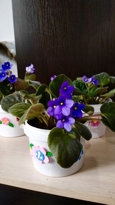 Продам цветущие фиалки.