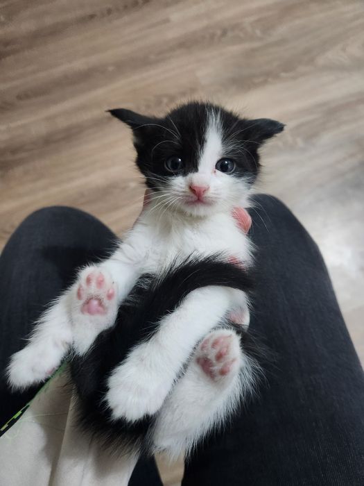 отдам котяток в хорошие руки