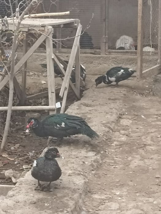 Индушкалар сотилади