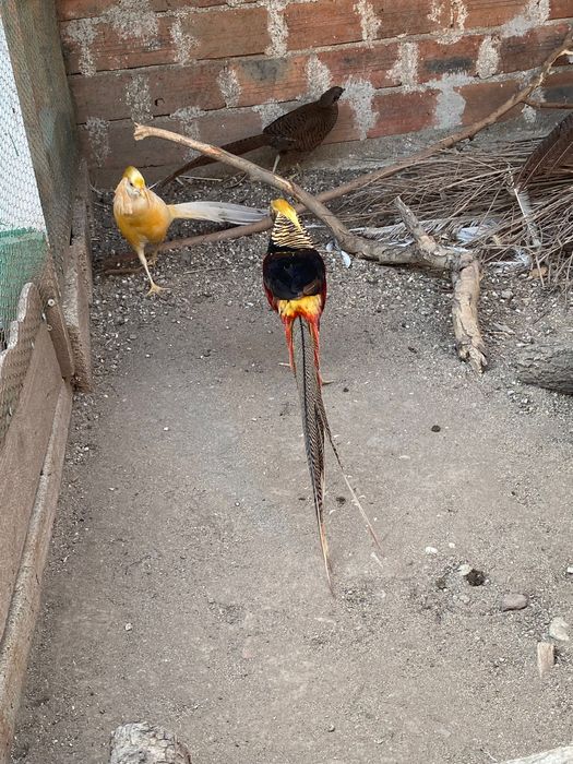 Червено златни фазани (златни фазани)