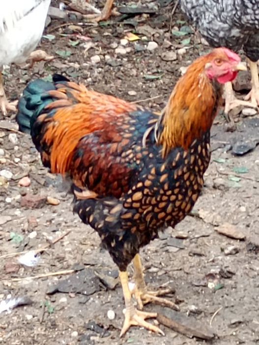 Vând rațe românești