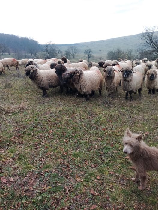 Oi bucalai disponibile