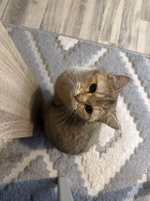 продавам британска чинчила