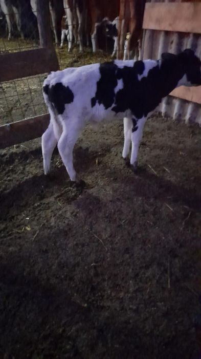 Vând tauras de 2 saptamani