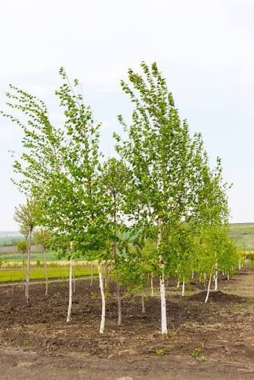 Mesteacan Auriu La Ghiveci