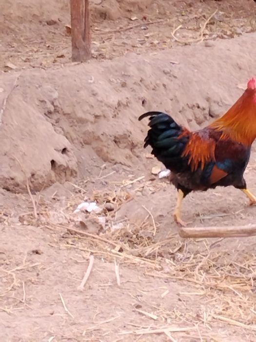 Хурозлар сотилади