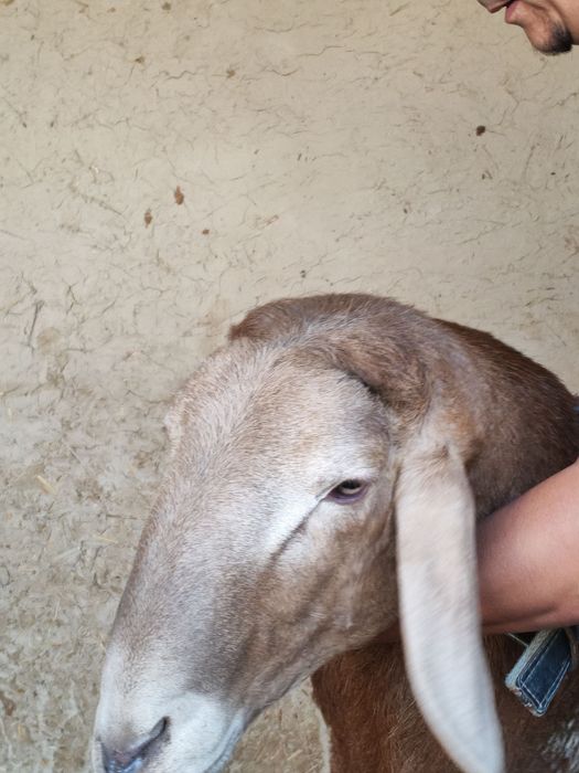 Кучкор сотилади 4тишга утган