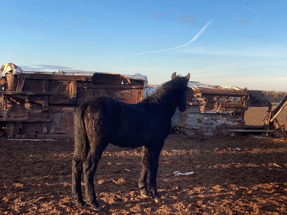 Жабагылар сатылады