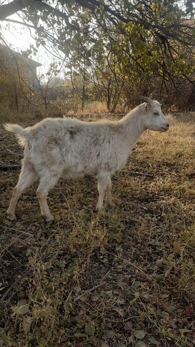 Буаз Ешкі сатылады срочно