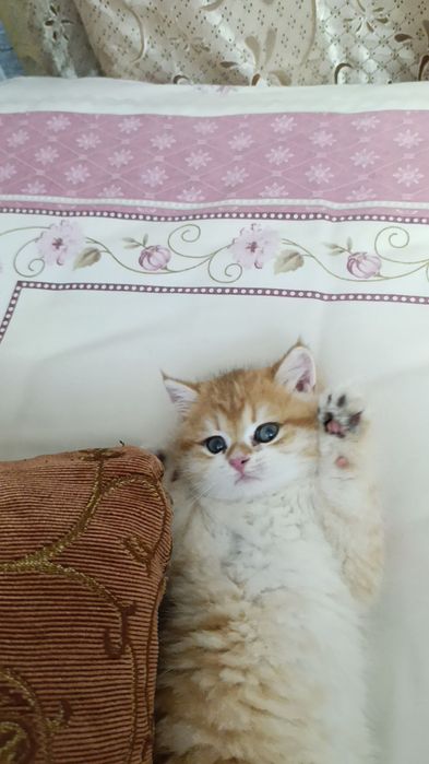 Продается котенок