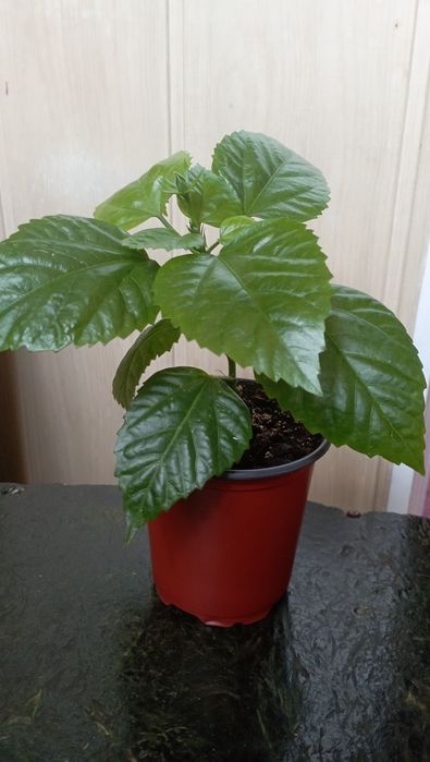 Продам  китайскую розу