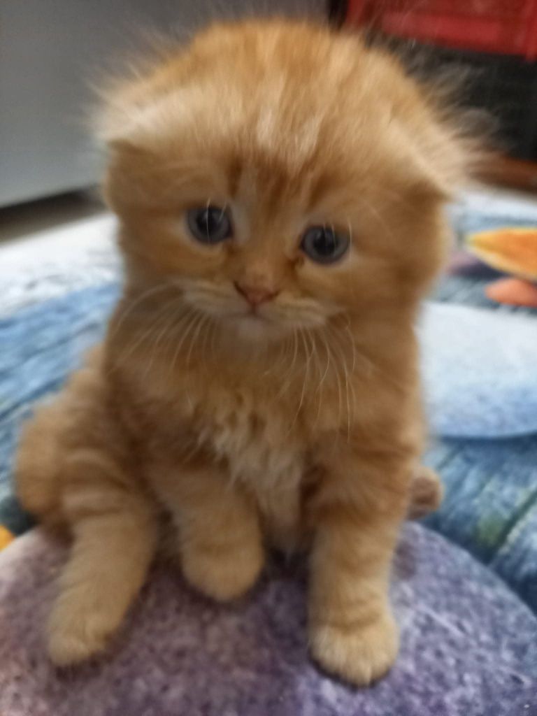 Вязка кот шустрый рижый крассавчик крупный
