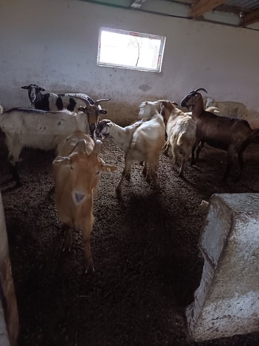 Capre alpina ,alba de banat