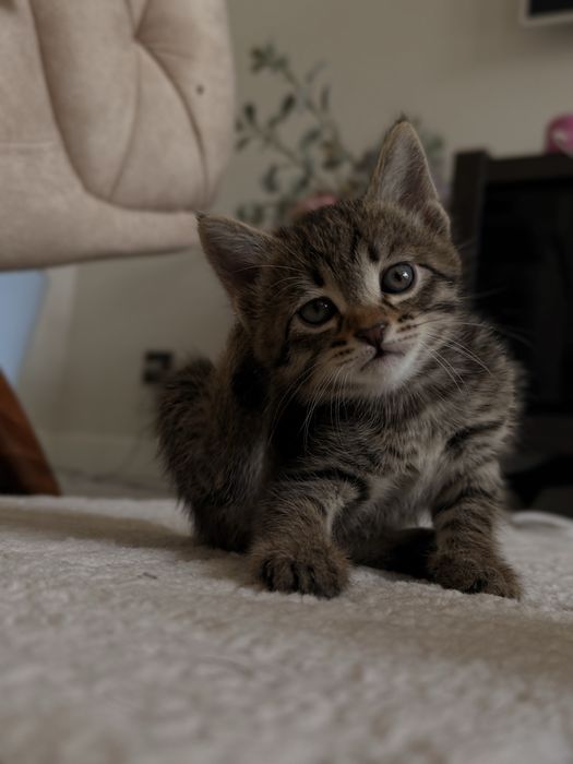 Котята ишут семью