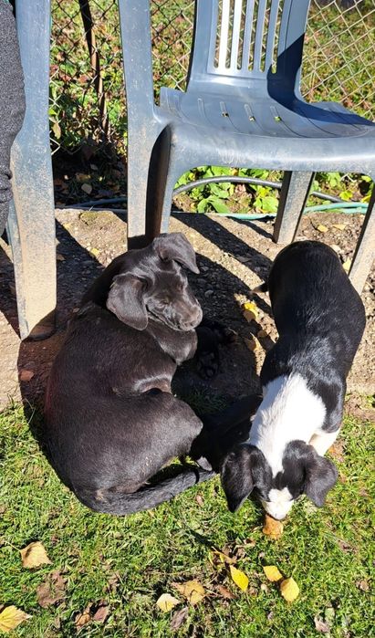 Dau spre adoptie cățea 3 luni vaccinată. Talie medie