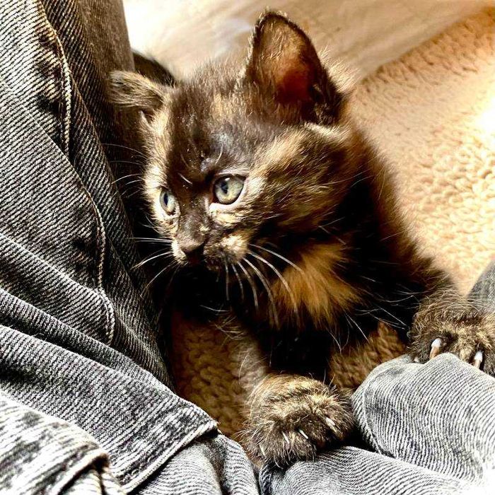 Подарявам пухкаво домашно коте Izzy