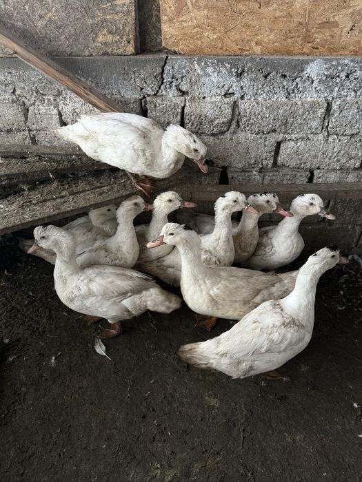 Rate de carne de vanzare