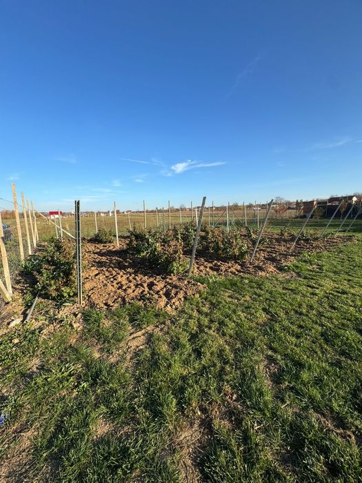 Vând teren intravilan în com.Ineu, Bihor