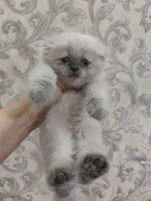 Скоттиш фолд киз мушукча сотилади