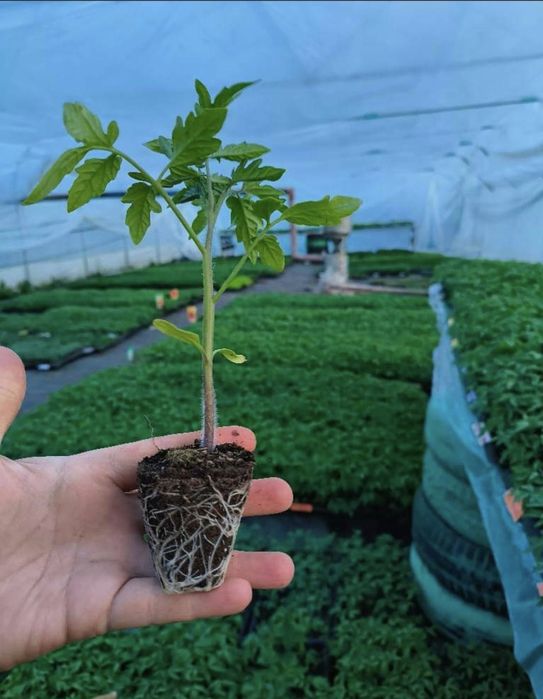 Soba peleti solar rasad sera incalzit hala locuinta.