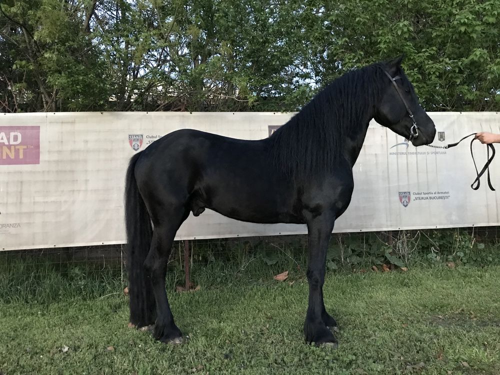 Armăsar Friesian