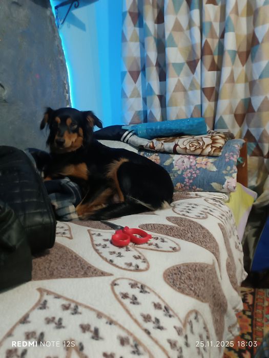 Щенки в хорошые руки