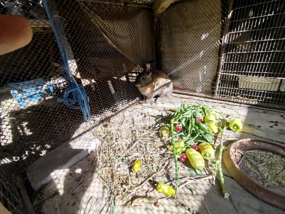 Кролики Quyon sotiladi