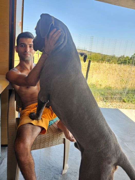 Cane Corso pui Părinți Campioni Arbitrați ACHR FCI