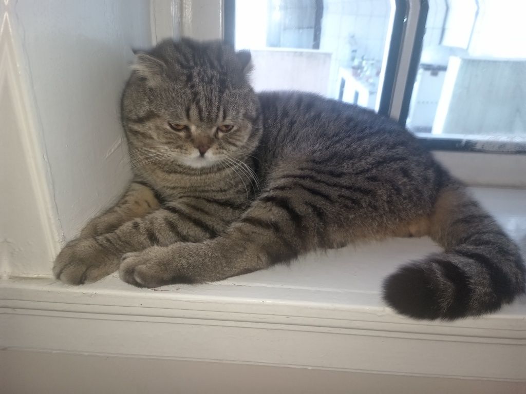 Scottish fold zotor mushuk