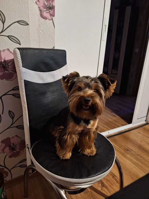 Йорки на една година и половина