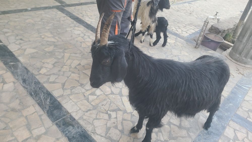 Echki sotiladi..hu